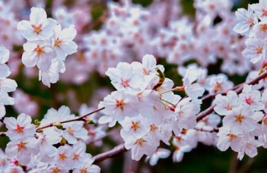 Blooming tulips and daffodils in garden